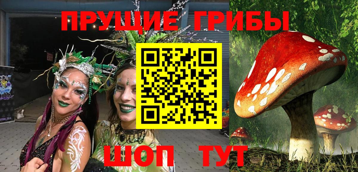 Псилоцибиновые грибы Psilocybine cubensis Владимир